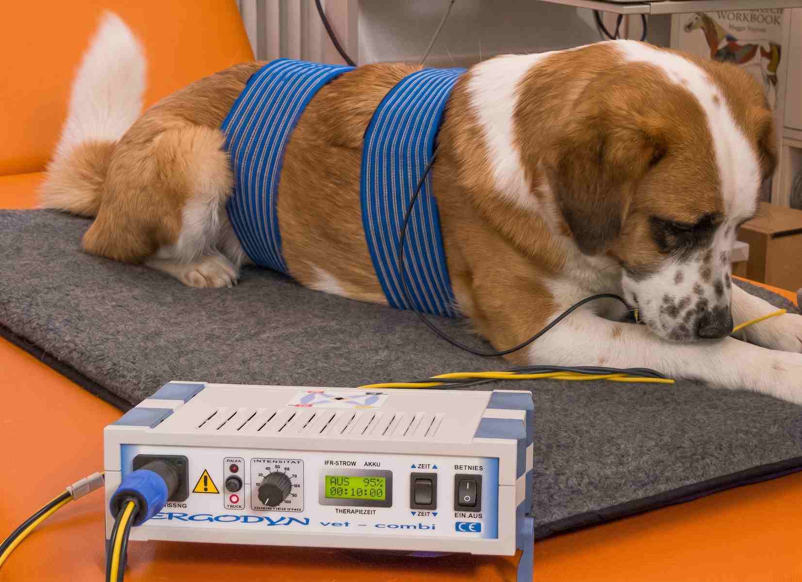 Ganzheitliche Schmerztherapie für einen Hund in der Tierarztpraxis vet4balance in Arnsberg